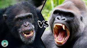 On march 4, 2016, season 2 was announced by disney junior. Lion Vs Gorilla Who Would Win This Fight Youtube