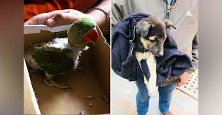 Spotted An Injured Animal These Organisations Are Just A Call Away