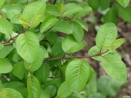 Image result for Aframomum wuerthii