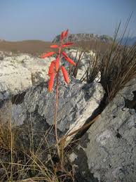 Image result for Aloe wildii