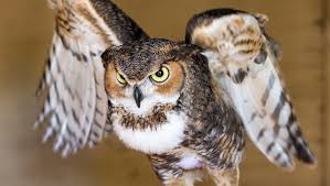 This means that your behavior will not be that of a normal pet and will require a lot of care that you should be willing to provide. Ask Clay Can An Owl Snatch Away My Dog