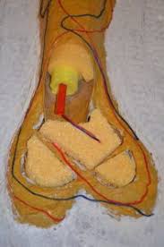 Long bones are generally bones that are longer than they are wide, and are part of the skeletal axis ; Anatomy And Physiology Bone Study Angelicscalliwags Apologia Anatomy Human Body Projects Anatomy And Physiology