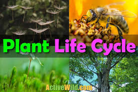 Female worker bees fly from plant to plant in search of nectar and pollen to feed their colony. Plant Life Cycle For Kids Students How Plants Reproduce