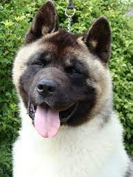 Funny American Akita Photo Akita Dog American Akita Dog American Akita