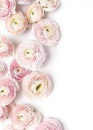 Product Styling And Photography By Shay Cochrane Www Shaycochrane Com Pink Ranunculus Pink Florals Blogg Pretty Flowers Ranunculus Love Flowers