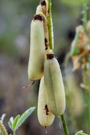 Image result for Crotalaria brevidens
