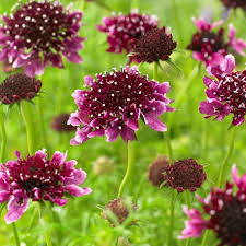 Image result for Scabiosa columbaria