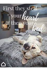 Once You Get A Puppy Your Bed Belongs To Them Make Sure It S Cozy Funny Animals Cute Dogs Funny Dogs