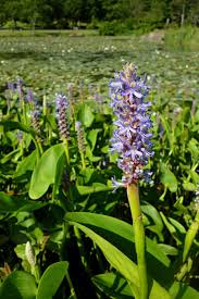 Image result for Pontederiaceae