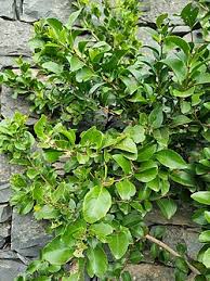 Image result for Maytenus undata