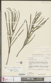 Image result for Brachystegia longifolia