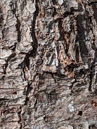 Penjaga hutan, pengamat alam, raja binatang. Land Spirits A Druid Way