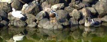 Horniman Circle Gardens | India City ...