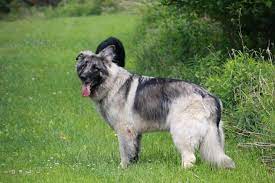 Thank you for visiting semper fi shilohs. Shiloh Shepherd Puppies For Sale In Nc The Y Guide