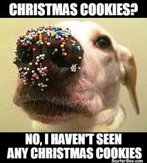Christmas Cookies No I Haven T Seen Any Christmas Cookies Christmas Memes Funny Funny Dog Memes Funny Animal Pictures