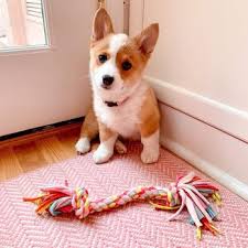 As of right now, labradors, and some other breeds are not included in this law as long as they are sold within the. Quality Pembroke Welsh Corgi Pups Home 28 Photos 20 Reviews Pet Breeders Austin Tx Phone Number