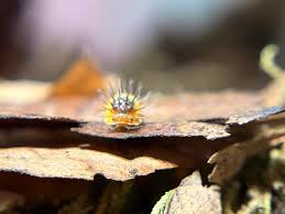 Image result for Callilepis laureola