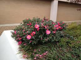 Trouvez des images de stock de camellia sasanqua red garden plant yuletide en hd et des millions d'autres photos, illustrations et images vectorielles de stock libres de droits dans la collection shutterstock. Camellia Sasanqua Sasanqua Camellia North Carolina Extension Gardener Plant Toolbox