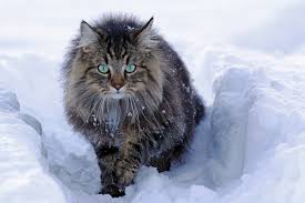 They are very strong and durable animals, and that did not go unnoticed by the warriors of norway. Get To Know The Norwegian Forest Cats One Of The Most Majestic Creatures By Alma J Medium
