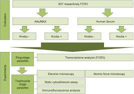 Flow Chart Summarizing The Procedure Of The Comparative