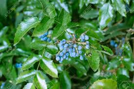 This variety of holly produces berries without pollination. Garden Hedgerow Evergreen Bush With Blue Berries And Magnificent Stock Photo Picture And Royalty Free Image Image 79963168