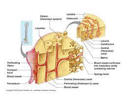 Compact bone diagram labeled compact bone the anatomy body. Slide 1 Fairfield Public Schools
