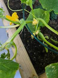 Image result for male flowers cucumber
