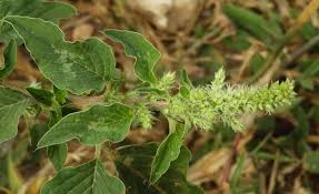 Image result for Amaranthus spinosus