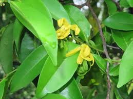 Image result for Huberantha