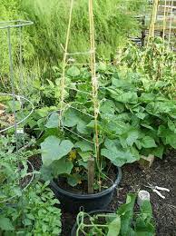 25 Functional Diy Cucumber Trellis Ideas Diy Garden Trellis Cucumber Trellis Diy Cucumber Trellis