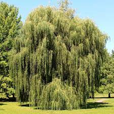 Shop here for the complete selection of willow tree figurines, angels and plaque sculptures; Weeping Willow Trees Naturehills Com