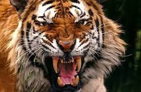 How much does a male tasmanian tiger weigh? How Many Unarmed Fully Grown Men Does It Take To Defeat One Fully Grown Siberian Tiger In A Well Lit Open Environment Without Obstacles Quora
