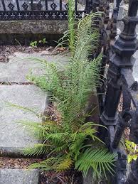 Image result for Pteris vittata
