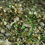 Image result for Subularia