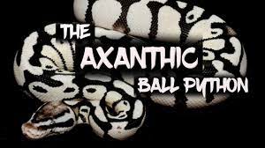 The Spectacular Axanthic Ball Python Youtube Ball Python Pet Snake Ball Python Morphs