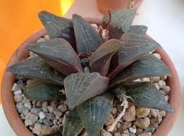 Image result for Pavetta pygmaea