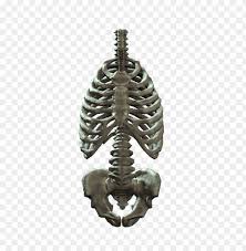 It comprises a curved bone. Rib Cage Png Image With Transparent Background Toppng