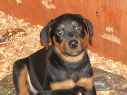 We invite you to explore our informative website that we update on daily basis. Rottweiler Puppies For Sale Tarboro Nc Rottweiler Puppies For Sale Rottweiler Puppies Rottweiler