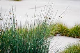 Check spelling or type a new query. Juncus Patens Elk Blue Modern Landscape Los Angeles By Formla Landscaping Houzz