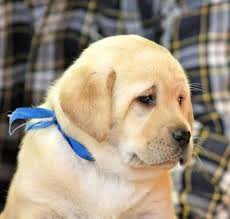 Becoming a chocolate labrador retriever breeder means raising, playing with, training and grooming our dogs is all we do. Golden Retriever X Labrador Puppies For Sale Brisbane