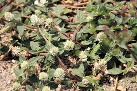 Image result for Gomphrena celosioides