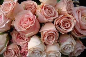 Fresh cut flowers wholesale near me. Mb Nursery Fresh Cut Flower Wholesaler Distributor Home Facebook