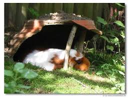 Http Www Schweineban De Seiten Meerschweinchen Bilder 0608 010608 15 Jpg Meerschweinchen Meerschweinchen Gehege Meerschweinchen Bilder