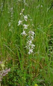 Pin On Nebraska Wildflowers