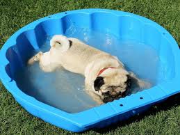 boy it s hot today パグの赤ちゃん パグ かわいいパグ