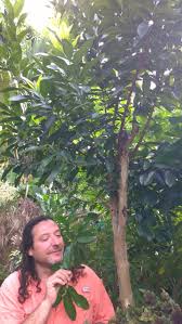 Pimento Wood Tree The Reason Jerk Tastes The Way It Does Pimento Jerk Wood Tree