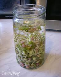 We did not find results for: How To Grow Sprouting Seeds For Winter Salads