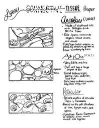 Oversized Histology Tissue Diagrams W W O Labels Great For Differentiation Notes Inspiration Tissue Tissue Types