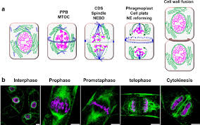 We did not find results for: Ne Dynamics Through The Cell Division A Key Features During Plant Cell Download Scientific Diagram