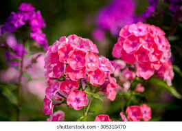 Phlox Paniculata Laura Photos, Images & Pictures